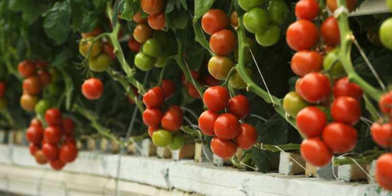 Growing Tomatoes and Peppers Hydroponically