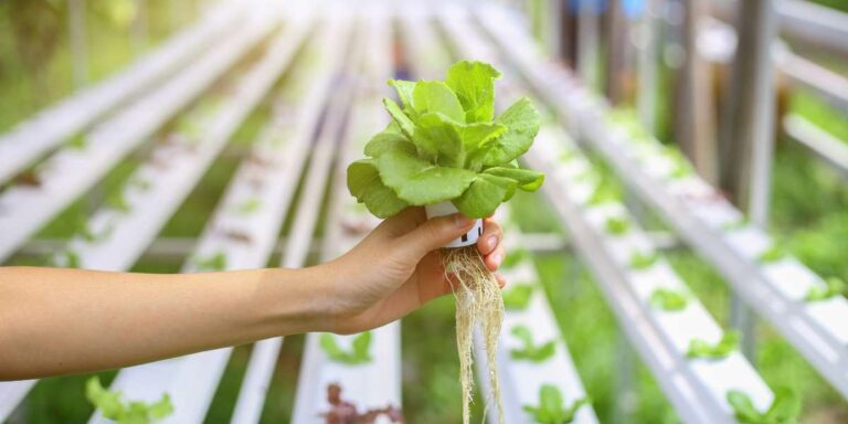 Introduction to Hydroponics: A Beginner's Guide
