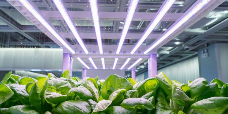 LED Grow Lights for Beginners: Everything You Need to Know