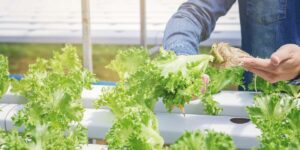 10 Reasons to Start Hydroponic Gardening Today