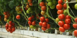 Can You Grow Tomatoes and Peppers Hydroponically? Yes, Here’s How!