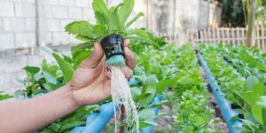What is Hydroponics? A Beginner’s Guide to Soil-Free Gardening