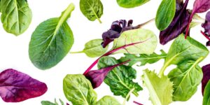 Hydroponic Herbs: How to Grow Basil, Mint, and Cilantro Indoors