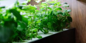 5 Myths About Hydroponic Gardening (And the Truth)