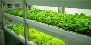 Troubleshooting Advanced Hydroponic Issues: A Guide for Growers