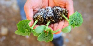 Hydroponics vs. Traditional Gardening: What’s the Difference?