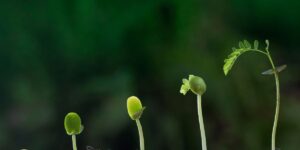 Plant Growth Stages in Hydroponic Gardening