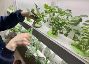 Hydroponic Nutrient Solutions: Mixing and Measuring Made Easy