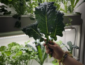 Maintaining a Thriving Hydroponic Garden: Essential Tips for Success