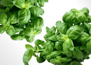 Vibrant fresh basil leaves, perfect for healthy cooking and herbal use.