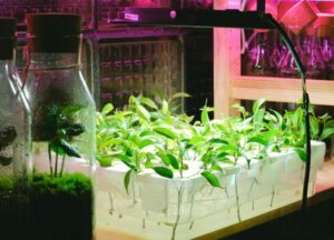 Vibrant indoor plants growing under LED lighting in a modern hydroponic setup.